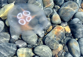 вода, камни, Медуза