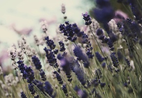 Природа, растения, фон, обои, цветы, цветение