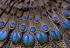Хвост, узор, павлин