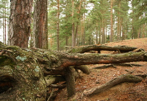 лес, Природа, прогулка, пейзаж, корни, сосны, отдых