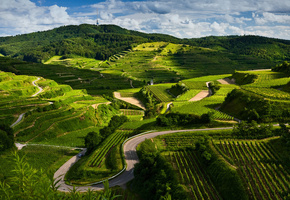 вид, поля, виноградники, пейзаж, Природа, дорога
