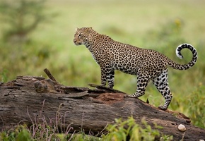 природа, хищник, Леопард