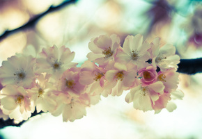 ветка, розовые, небо, Сакура, светлые, цветы, цветение