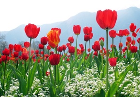 плантация, горы, Тюльпаны