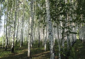 листья, посадка, Весна, березы