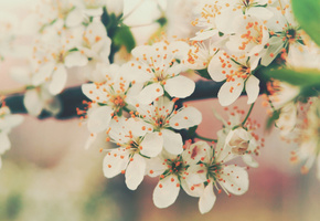 вишня, цветы, лепестки, нежность, цвет, Цветение, ветви