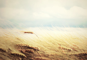 нежно, рожь, поле, Пшеница, widescreen, мягко, nature, hd, wallpaper