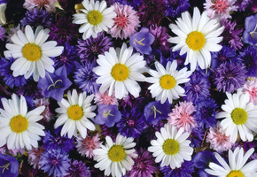 цветочная поляна, колокольчики, васильки, Ромашки