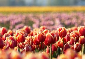 весна, размытость, Тюльпаны, красные, цветы, поляна