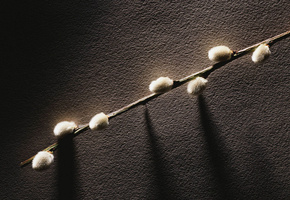 почки, весна, ветка, Верба