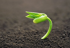 Макро, росток, фон, фокус, земля, зелёный, растение