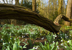 стволы, Лес, весна, ствол, деревья, подснежники, цветы