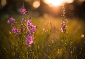 лето, цветы, солнце, Природа, поляна, закат, вечер, свет