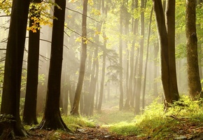 Лес, хворост, лучи, деревья, трава