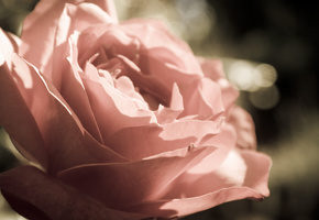 Цветы, лепестки, роза, бутон, flowers, макро