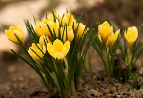 земля, желтые, трава, цветы, Крокусы, первоцвет, весна