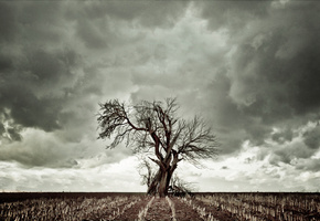 Дерево, небо, тучи, сухая трава