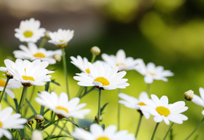 белые, лепестки, Ромашки, бутоны, природа, лето, цветы