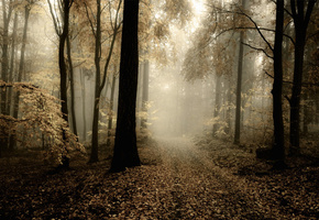 лес, день, дорога, осень, тусклый, Природа