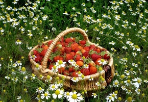 Фон, клубника, красная, ромашки, корзина, еда, трава