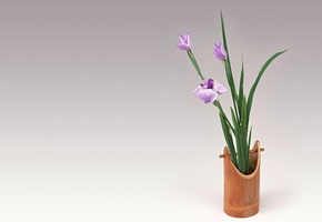 Цветы, ирисы, букетик