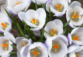 первоцвет, белый, Крокусы, цветы, макро, букет, весна