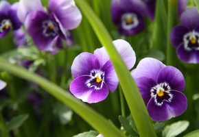 цветы, макро, Анютины глазки, трава, зелень, фиолетовые