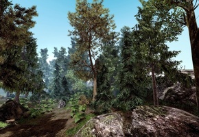 скала, хвоя, деревья, Лес, камни, ветви