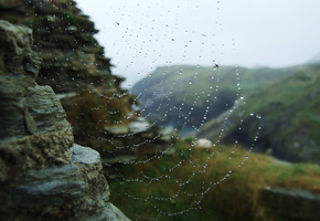 вода, макро, сеть.камни, капли, Паутина, роса