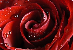 scarlet, Hd wallpapers, flower, red, rose, beautiful nature wallpapers, роза, красная