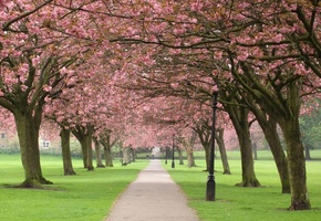 деревья, парк, вишня, дерево, цветы, ветки, Сакура