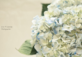 Гортензия, цветы, нежность