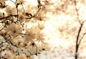 ветви, фон, белый, Магнолия, цветы, ветки, цветение