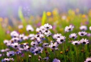 лепестки, Лето, белые, цветы, растения, поле, ромашки