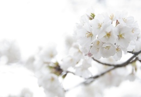 вишня, лепестки, сакура, ветка, Цветение, цветы, белые