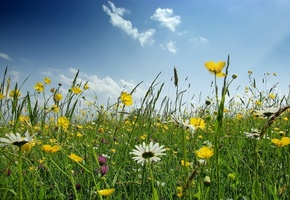 весна, ромашки, зелень, цветы, Поляна, небо, трава