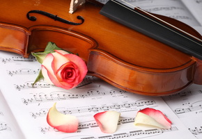 скрипка, Цветы, розы, лепестки