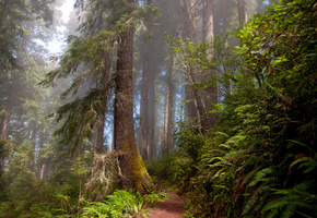 Природа, папоротники, лес, тропа