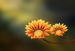 orange, Цветы, yellow, two flowers, пара