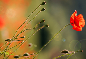 красный, цветок, стебельки, свет, природа, Мак, блики