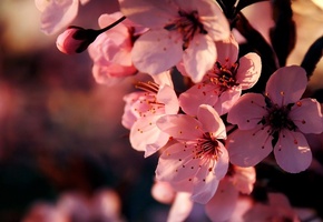 сакура, Цветение, ветка, весна, вишня, цветы, розовые