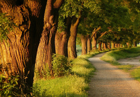 Вечер, парки, аллеи, аллея, деревья, природа, дерево
