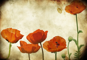 цветы, мак, текстура, маки, Гранж, бумага