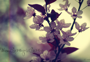 надпись, Цветы, весна, вишня или слива, from spring to spring