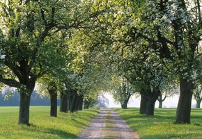 дороги, дорога, аллеи, путь, Природа, аллея, пути