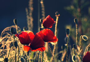 природа, лето, красные, лепестки, бутоны, Маки, цветы