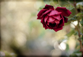 Красная, цветок, стебель, лепестки, роза