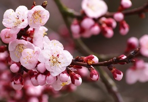 цветение, Сакура, лепестки, вишня, бутоны, цветы, ветка