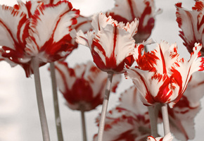 весна, красный, цветы, белый, Тюльпаны