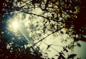 листья, лето, деревья, Природа, ветви, растения, ветки